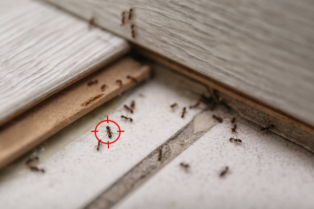 Best Affordable Pest Control Services  in Milford, OH